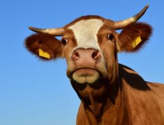 Irish beef exports