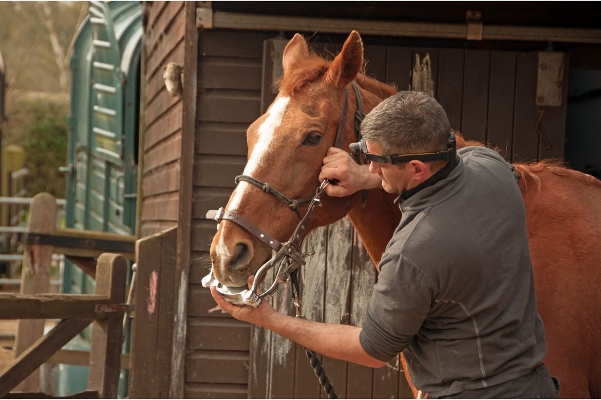 Let’s Talk Equine webinar