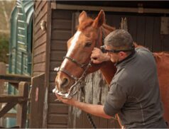 Let’s Talk Equine webinar