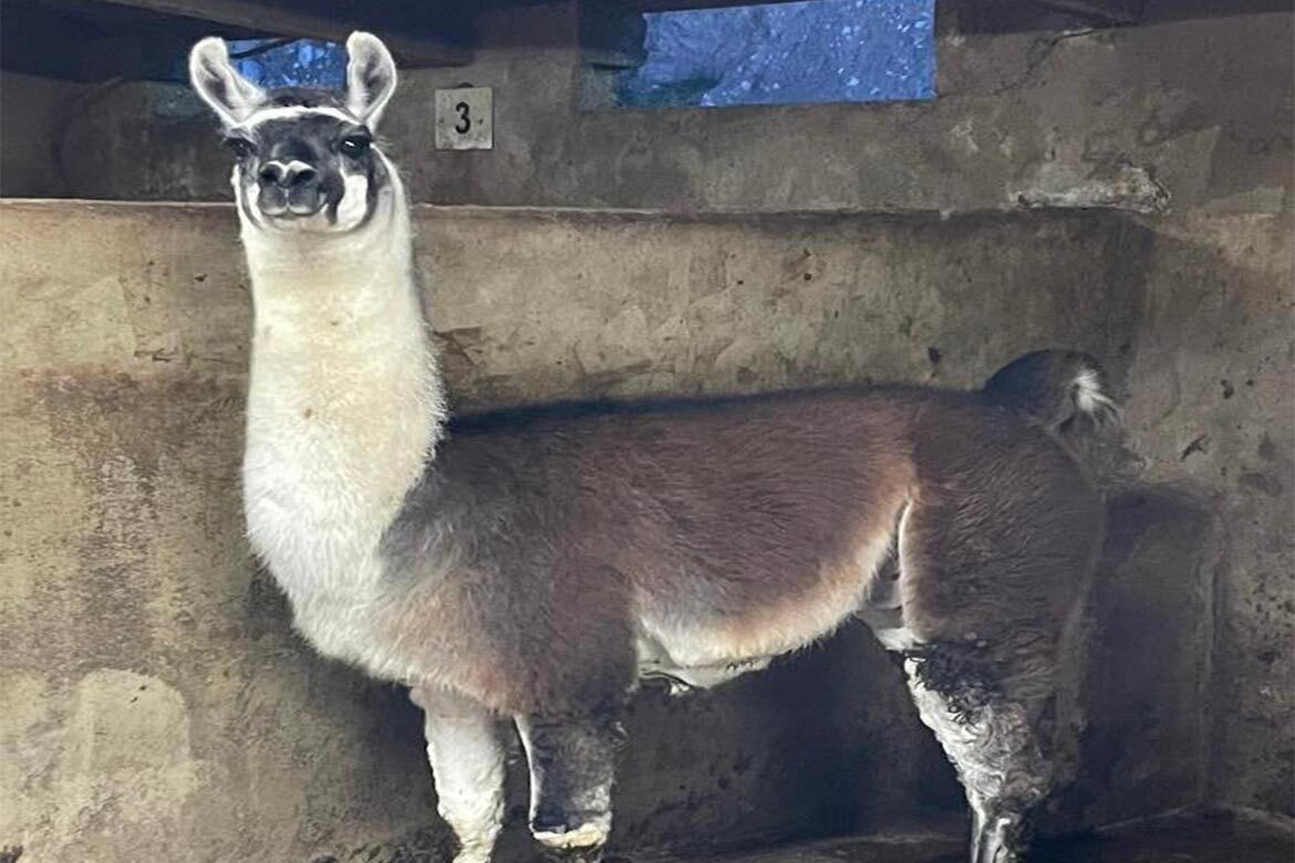 Manorhamilton Livestock Sales Lama