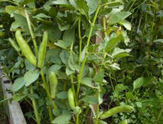 Mashua, yacon and fava beans suitable for growth in the Irish climate