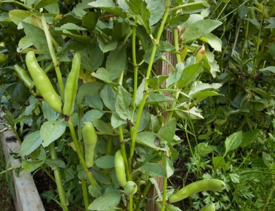 Mashua, yacon and fava beans suitable for growth in the Irish climate