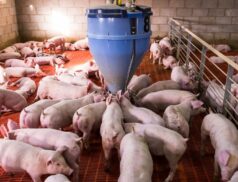 Pig farming