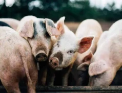 Pig Exceptional Payment Scheme.