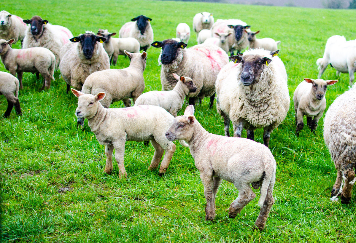 Steady increase in sheep kill figures, says DAFM - LSL Auctions News