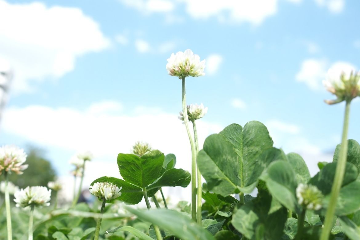 Teagasc Clover Farm Walks