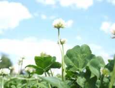 Teagasc Clover Farm Walks