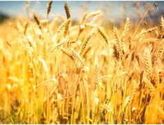 grain market update