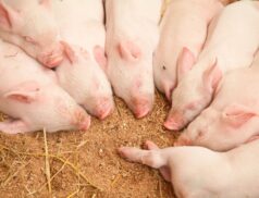 pork pigmeat exports