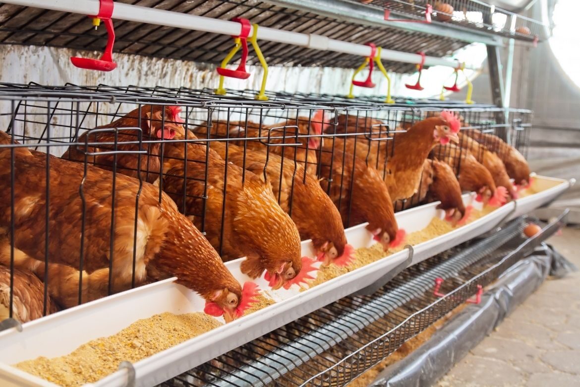 poultry growers and egg producers