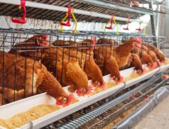poultry growers and egg producers
