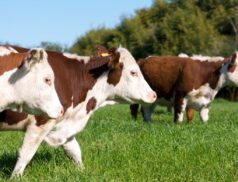 Beef summer budgets
