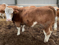 Bentham Auction Mart Blackpool Simmental Dispersal