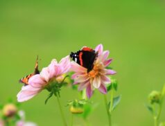 Biodiversity Week Ireland