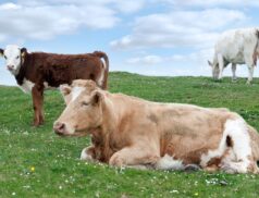Cattle disease