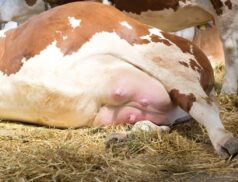 Cow mastitis