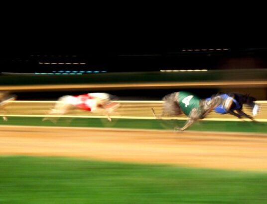 Greyhound Sales Trials