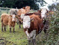 Irish beef prices
