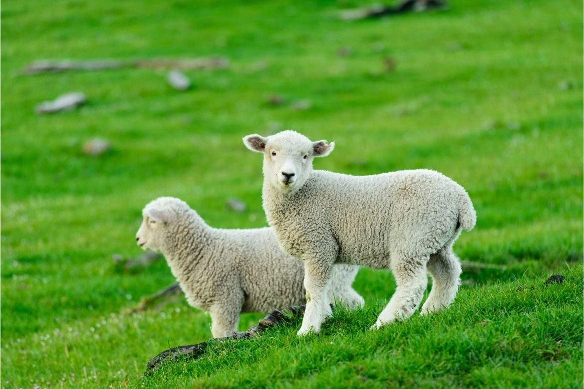 Multi-species swards boost lamb growth
