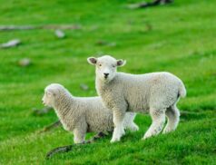 Multi-species swards boost lamb growth
