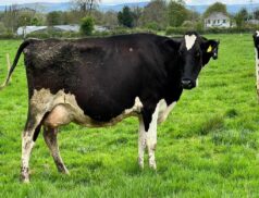 Newport Livestock Mart Foyle Farm