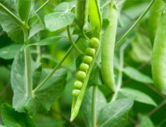 crop scheme