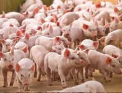 prices for pigs