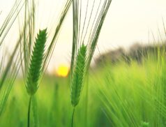 grain prices