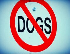 dog attacks
