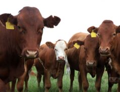 beef update