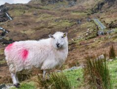 Sheep farmers