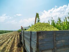 Silage support scheme