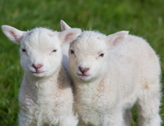Spring lamb supplies