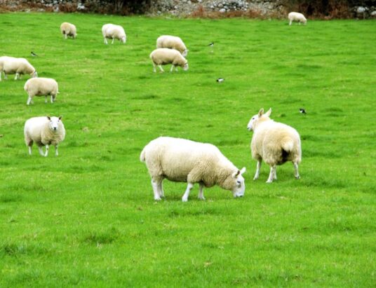 BETTER Farm Sheep Programme