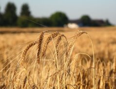 Tillage update