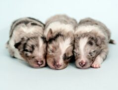 USPCA puppy scam alert