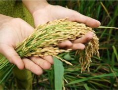 food security
