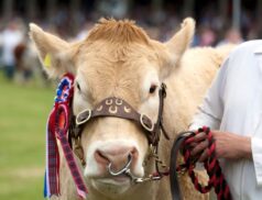 Tullamore show