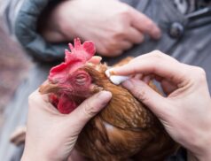 Vets Vetoquinol UK survey