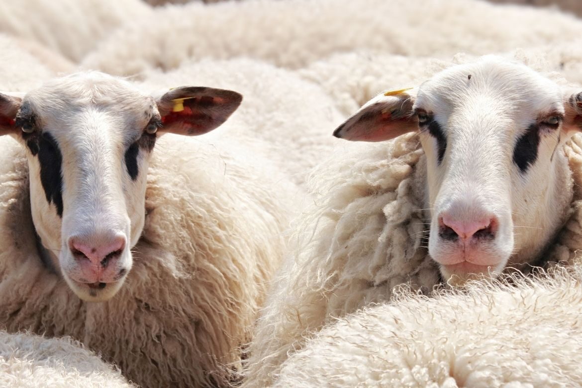 Wool prices Ireland