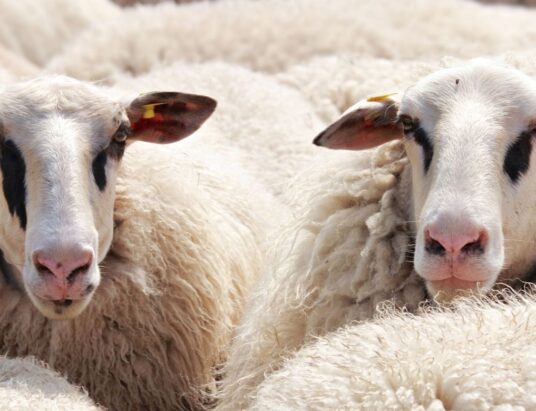 Wool prices Ireland