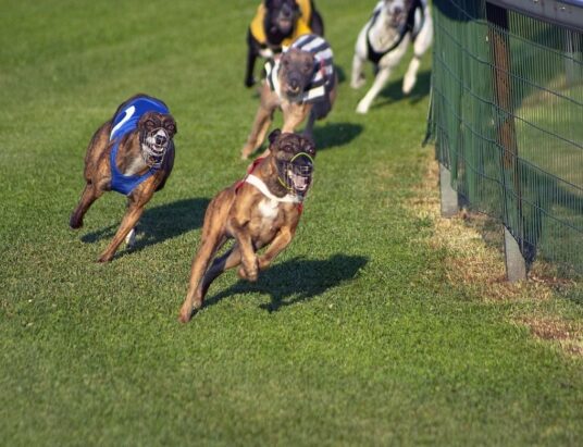 Greyhound Racing Ireland Trial & Auction