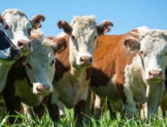 cattle trade and prices