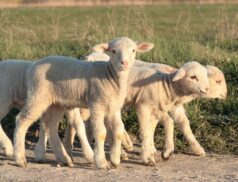 lamb and beef prices