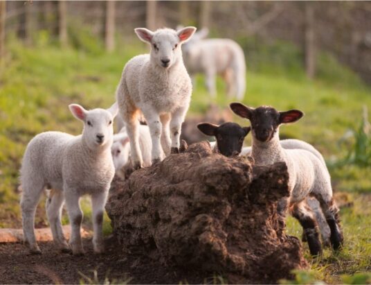 spring lambs