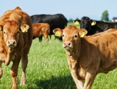 livestock handling