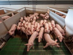 pig price increases