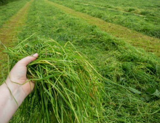 silage support scheme