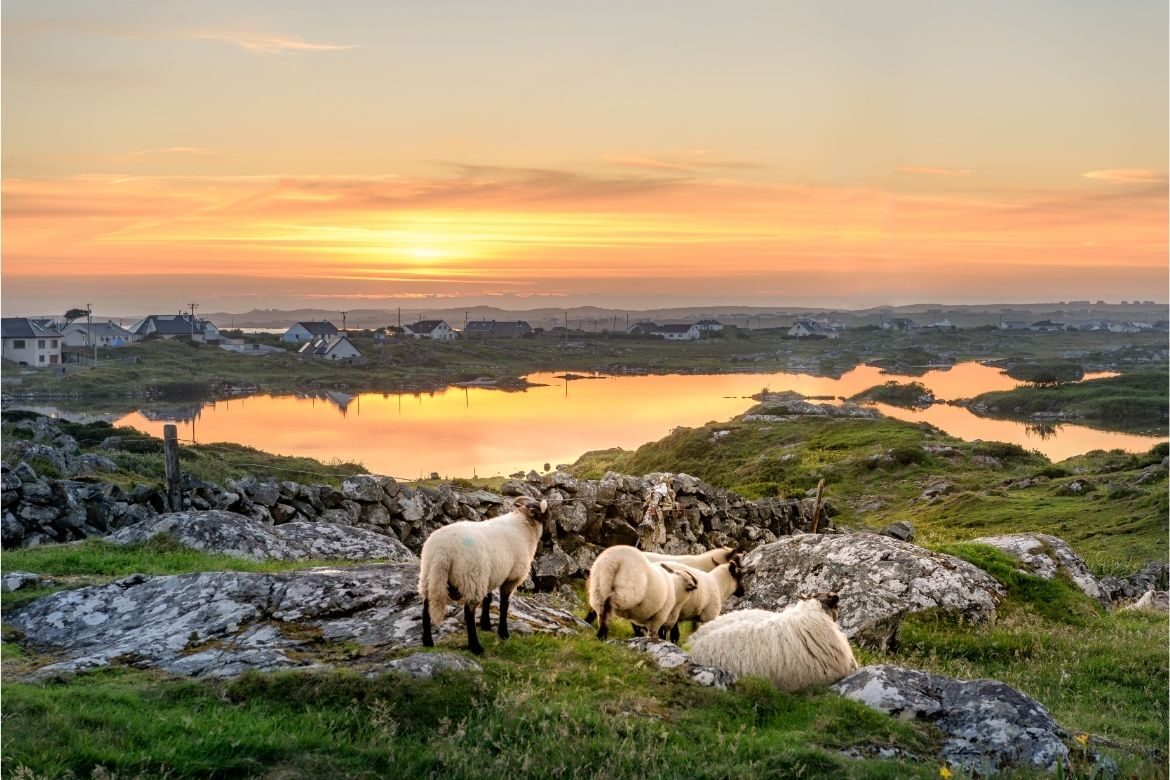 upport sheep farmers in Ireland