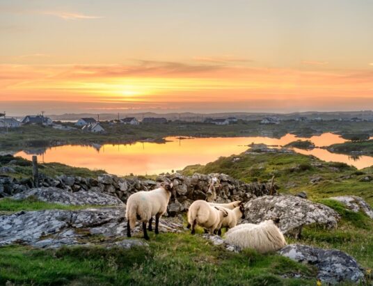 upport sheep farmers in Ireland
